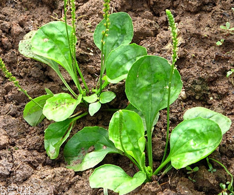 車前草的來歷 車前草的由來 車前草的來歷 車前草的由來