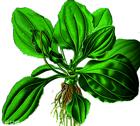 車前草和蒲公英能一起泡茶嗎？車前草和蒲公英能一起吃嗎？