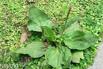 車前草和蒲公英能一起泡茶嗎？車前草和蒲公英能一起吃嗎？