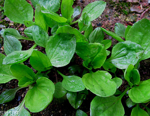 車前草是水生植物嗎？車前草不是水生植物