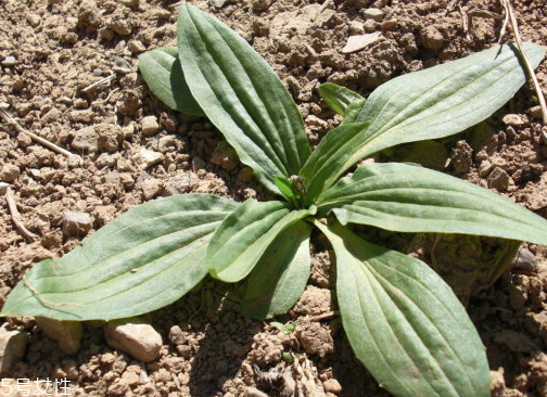 車前子和魚腥草的區(qū)別 車前子和魚腥草能一起吃嗎 車前子和魚腥草的區(qū)別 車前子和魚腥草能一起吃嗎