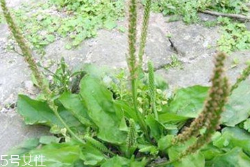 車前子和魚腥草的區(qū)別 車前子和魚腥草能一起吃嗎 車前子和魚腥草的區(qū)別 車前子和魚腥草能一起吃嗎