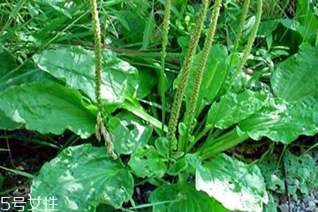 車前草能治婦科病嗎？車前草能治高血壓嗎？