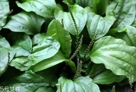 車前草能治婦科病嗎？車前草能治高血壓嗎？