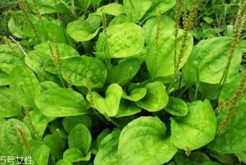 車前草能治婦科病嗎？車前草能治高血壓嗎？