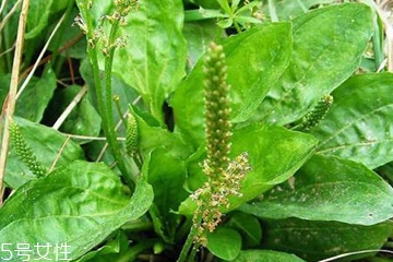 車前草的熱量 車前草能夠減肥嗎？