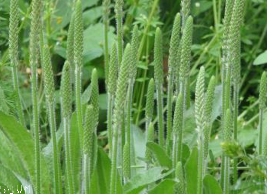 車(chē)前草的熱量 車(chē)前草能夠減肥嗎？