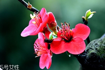 梅花可以糧酒嗎？梅花酒什么味道？