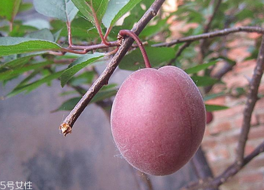 梅花會(huì)結(jié)果子嗎？梅花果子能吃嗎？