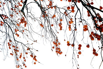 梅花會結(jié)果子嗎？梅花果子能吃嗎？