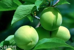 梅花的功效和作用 梅花對(duì)人有什么好處 梅花的功效和作用 梅花對(duì)人有什么好處