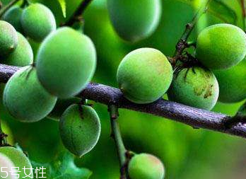 梅花的功效和作用 梅花對(duì)人有什么好處 梅花的功效和作用 梅花對(duì)人有什么好處