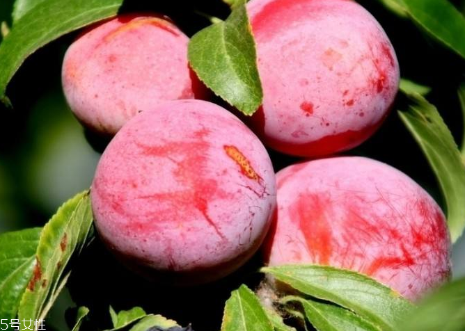 梅花能和雞蛋一起吃嗎？梅花不能和什么一起吃