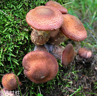 榛蘑的好處 榛蘑對(duì)人有什么益處？