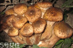 榛蘑的好處 榛蘑對(duì)人有什么益處？