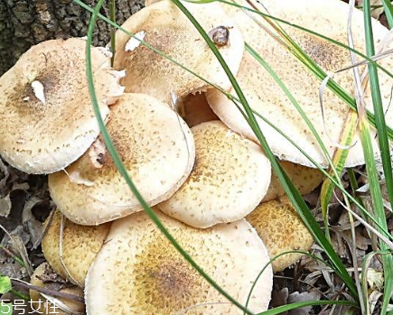 榛蘑能和土豆一起吃嗎？榛蘑和土豆一起吃的功效