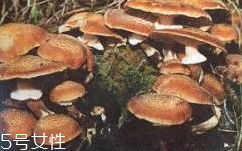 榛蘑是蘑菇嗎？榛蘑是什么蘑菇？