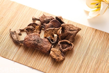 榛蘑是蘑菇嗎？榛蘑是什么蘑菇？