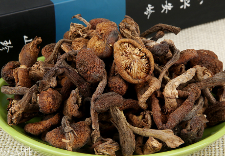 榛蘑的種植 榛蘑怎么培育？