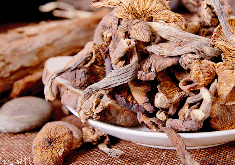 榛蘑的種植 榛蘑怎么培育？