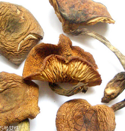 榛蘑是什么？榛蘑是干嘛的