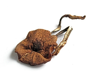 榛蘑能和豆腐一起吃嗎？榛蘑豆腐的做法