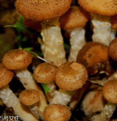 榛蘑是野生的好嗎？野生榛蘑的好處