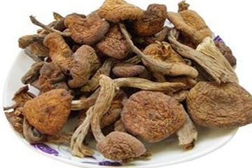 榛蘑是野生的好嗎？野生榛蘑的好處