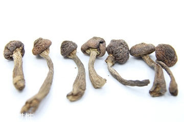 榛蘑和天麻的關(guān)系 榛蘑和天麻有什么聯(lián)系？