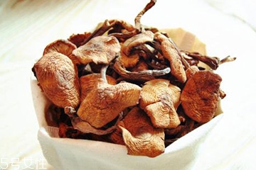 榛蘑多久能成熟？榛蘑的成熟期