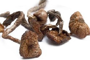 榛蘑能保存多久？干榛蘑怎么保存最好？