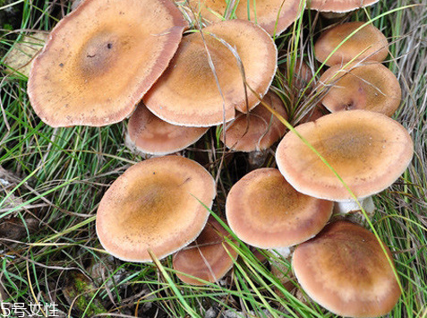 榛蘑可以帶到國(guó)外嗎？榛蘑可以帶上動(dòng)車嗎？