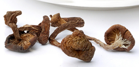 榛蘑可以煲鴨肉嗎？榛蘑可以煲鴨肉