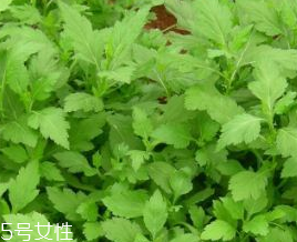 菊花腦的禁忌人群 哪些人不能吃菊花腦？