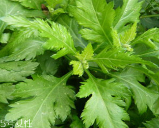 菊花腦的禁忌人群 哪些人不能吃菊花腦？