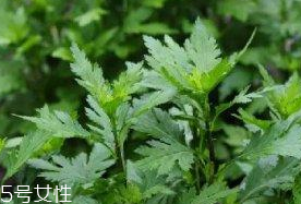 菊花腦是溫性還是涼性？菊花腦是涼性嗎？