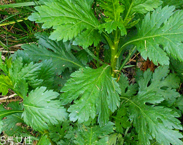 菊花腦是溫性還是涼性？菊花腦是涼性嗎？