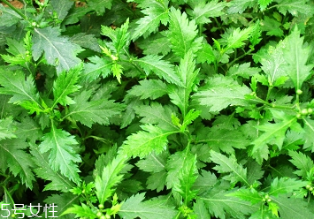 菊花腦的種植 菊花腦怎么種？