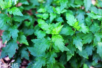 菊花腦的種植 菊花腦怎么種？