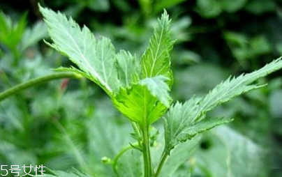 菊花腦能吃嗎？菊花腦的味道