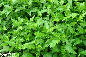 菊花腦可以涼拌嗎？菊花腦涼拌好吃嗎？