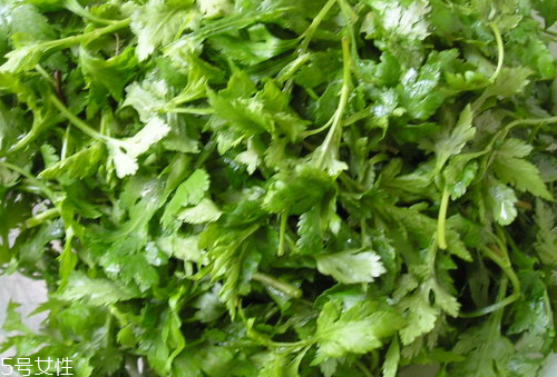 菊花腦是苦的嗎？菊花腦苦不苦？