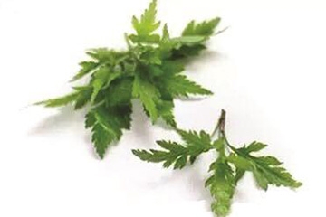 菊花腦是苦的嗎？菊花腦苦不苦？