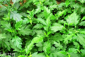 菊花腦和南瓜能一起吃嗎？菊花腦能和水果一起吃嗎？