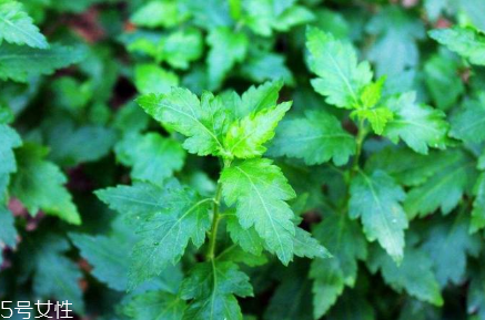 菊花腦的好處，吃了菊花腦有什么效果?