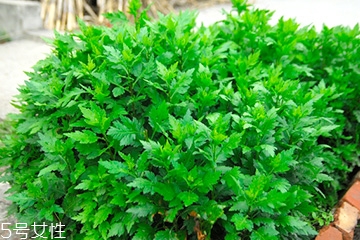 菊花腦的好處，吃了菊花腦有什么效果?