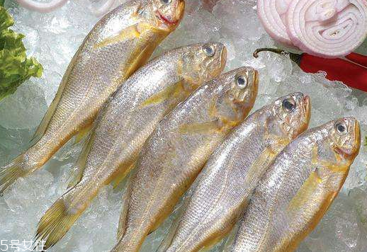 黃花魚是發(fā)物嗎？黃花魚是涼性的嗎？