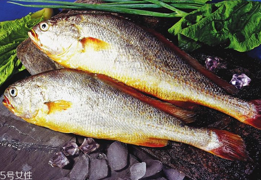 黃花魚是發(fā)物嗎？黃花魚是涼性的嗎？