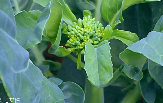 芥蘭能炒牛肉嗎？芥蘭炒牛肉的做法