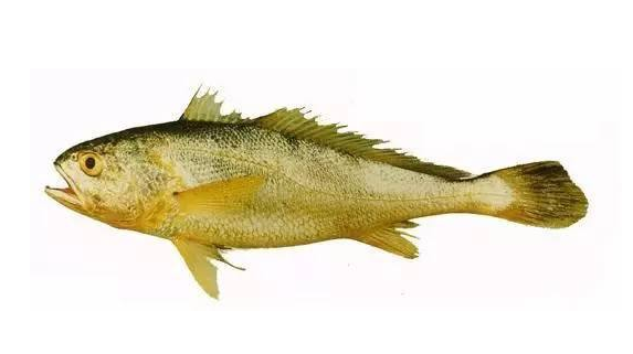 黃花魚清蒸好吃嗎？黃花魚清蒸的味道